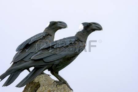 Thick-billed Raven clipart #13, Download drawings