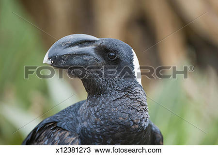 Thick-billed Raven clipart #2, Download drawings