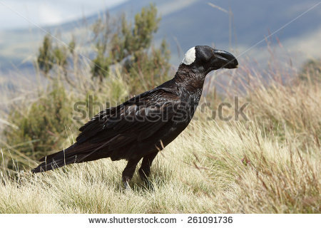 Thick-billed Raven clipart #3, Download drawings