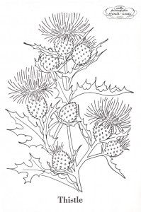 Thistle coloring #15, Download drawings