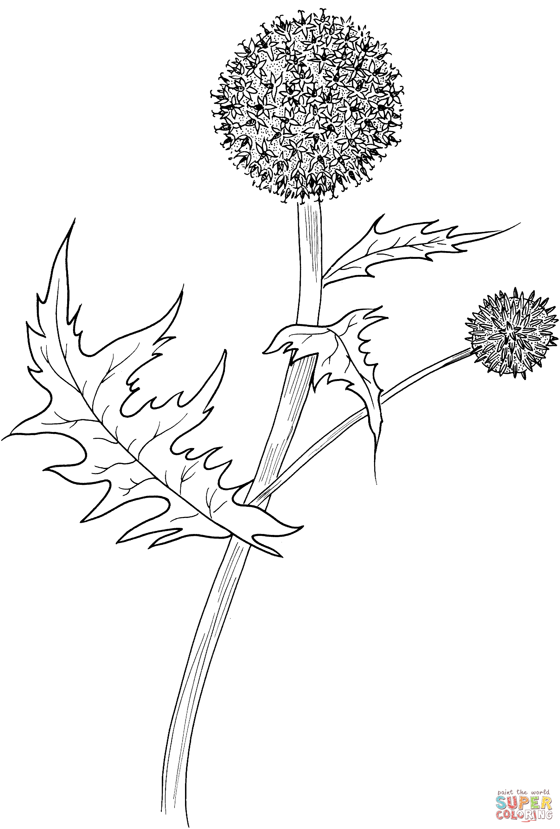 Thistle coloring #7, Download drawings