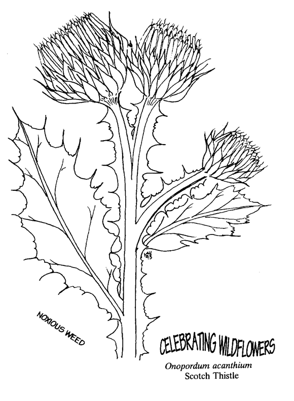 Thistle coloring #3, Download drawings