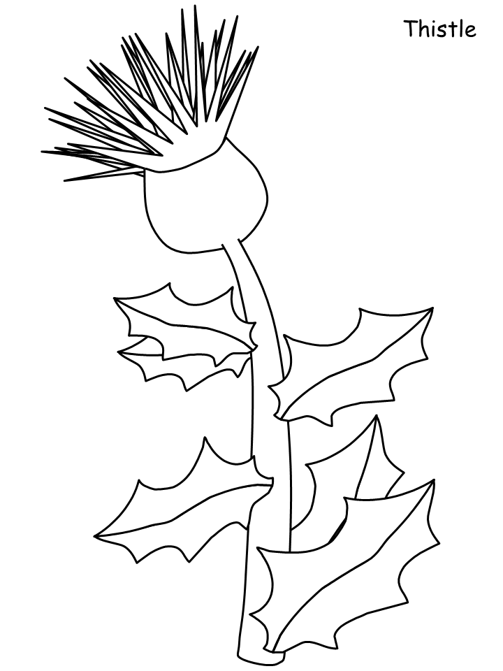 Thistle coloring #19, Download drawings