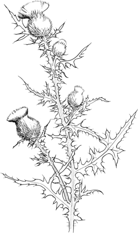 Thistle coloring #16, Download drawings