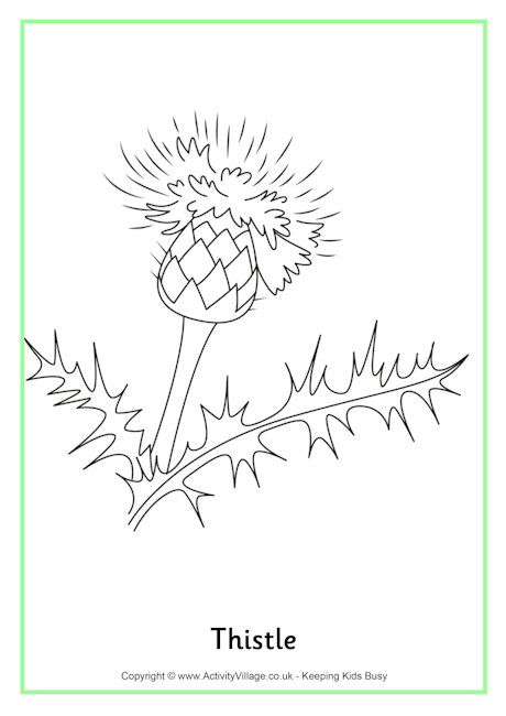 Thistle coloring #17, Download drawings
