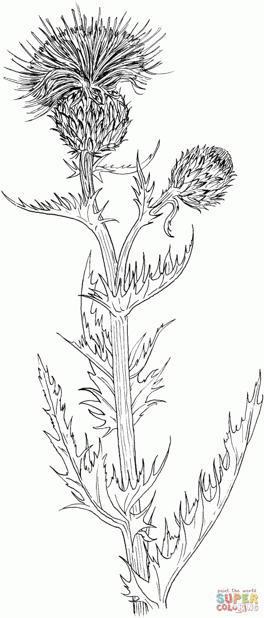 Thistle coloring #4, Download drawings