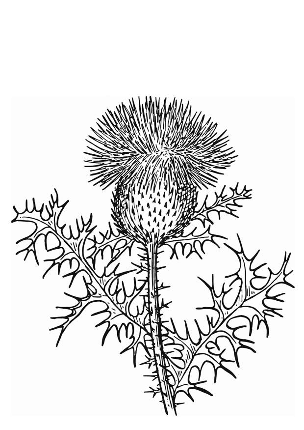 Thistle coloring #8, Download drawings