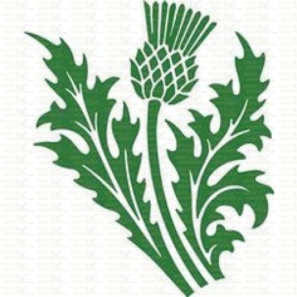 Thistle svg #8, Download drawings