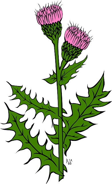 Thistle svg #7, Download drawings
