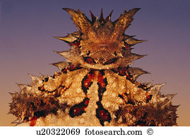 Thorny Devil clipart #16, Download drawings