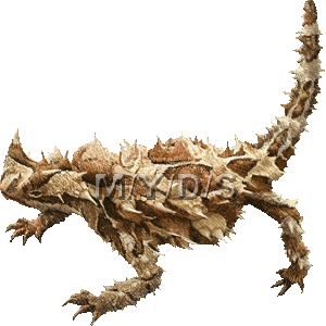 Thorny Devil clipart #13, Download drawings