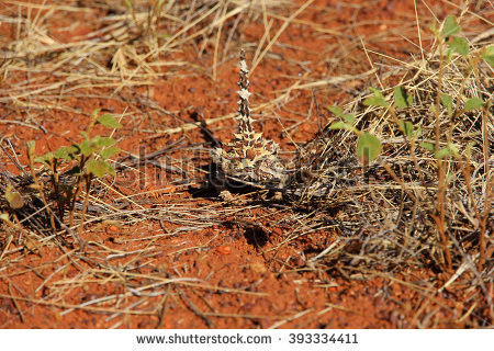 Thorny Devil clipart #7, Download drawings