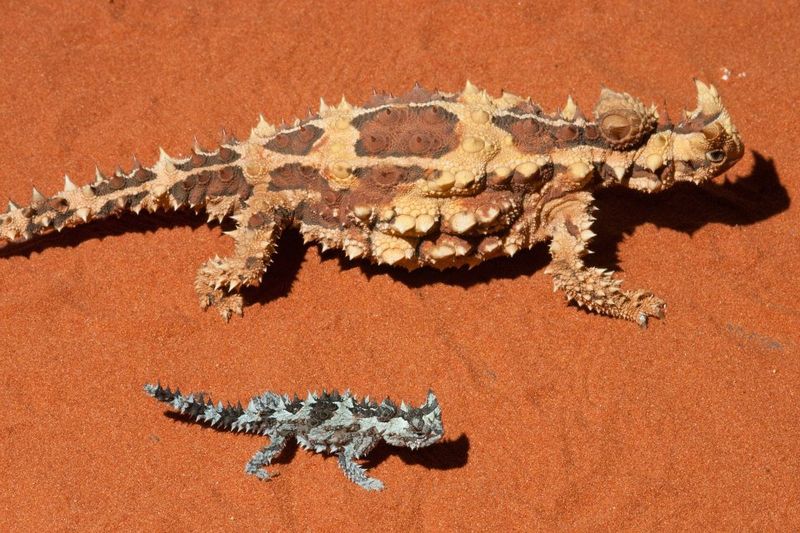 Thorny Devil coloring #13, Download drawings