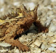 Thorny Devil coloring #8, Download drawings