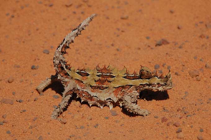 Thorny Devil coloring #20, Download drawings