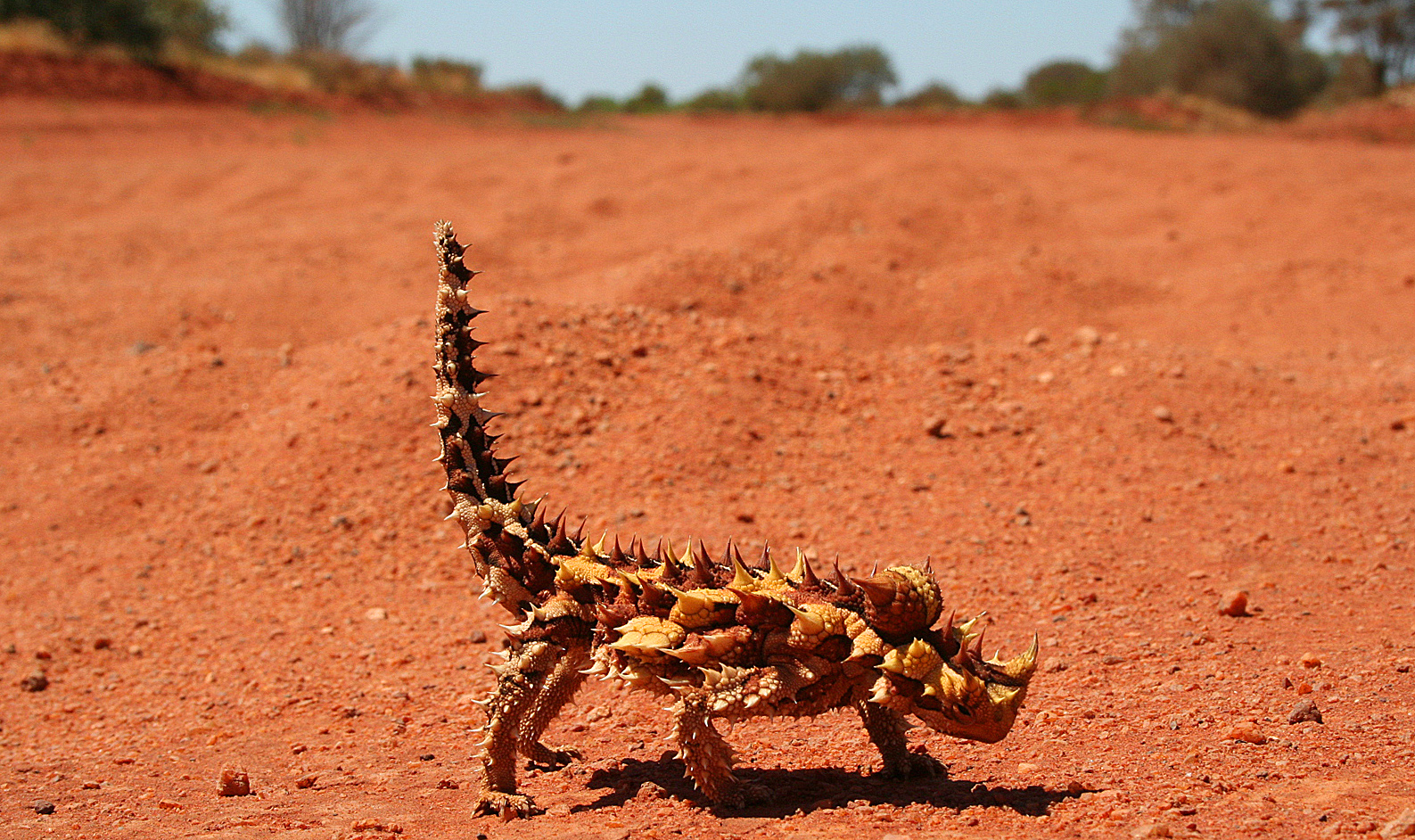 Thorny Devil svg #19, Download drawings