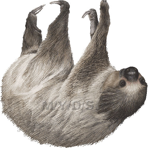 Three Toed Sloth clipart #4, Download drawings