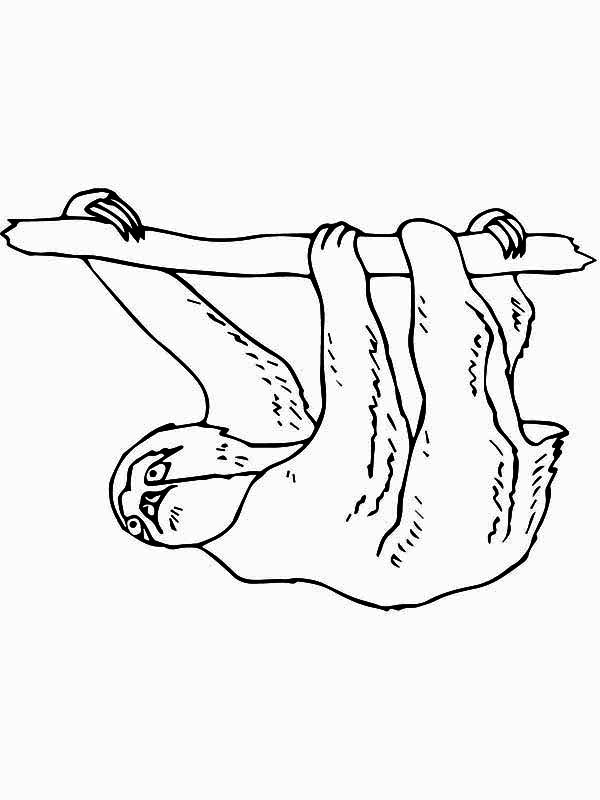 Three Toed Sloth clipart #13, Download drawings