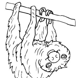 Three Toed Sloth coloring #11, Download drawings