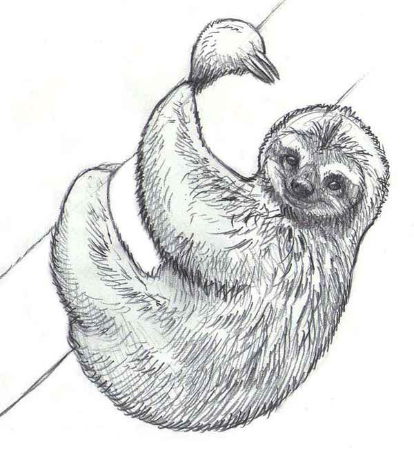 Three Toed Sloth coloring #5, Download drawings