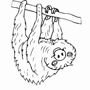 Three Toed Sloth coloring #9, Download drawings