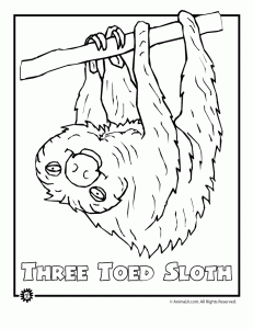 Three Toed Sloth coloring #7, Download drawings