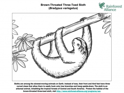 Three Toed Sloth coloring #6, Download drawings
