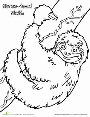 Three Toed Sloth coloring #19, Download drawings