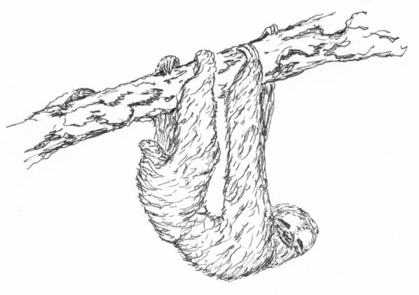 Three Toed Sloth coloring #4, Download drawings