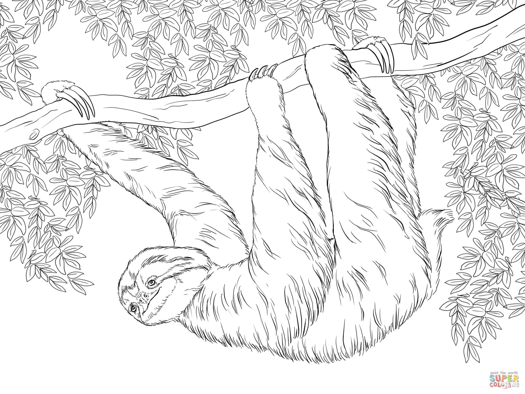 Three Toed Sloth coloring #2, Download drawings