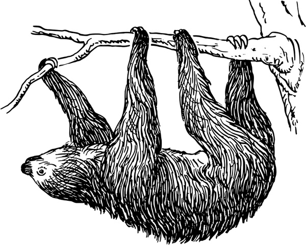 Three Toed Sloth svg #17, Download drawings
