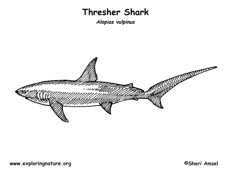 Thresher coloring #19, Download drawings