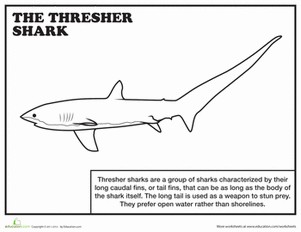 Thresher coloring #20, Download drawings