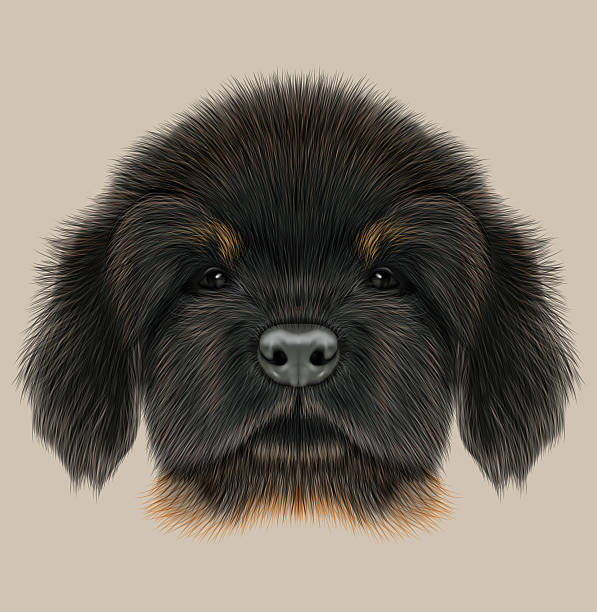 Tibetan Mastiff clipart #2, Download drawings