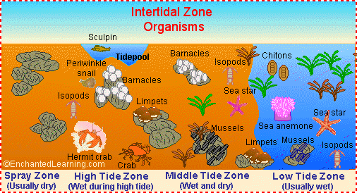 Tidal Zone clipart #19, Download drawings