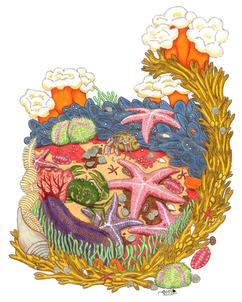 Tide Pool clipart #5, Download drawings