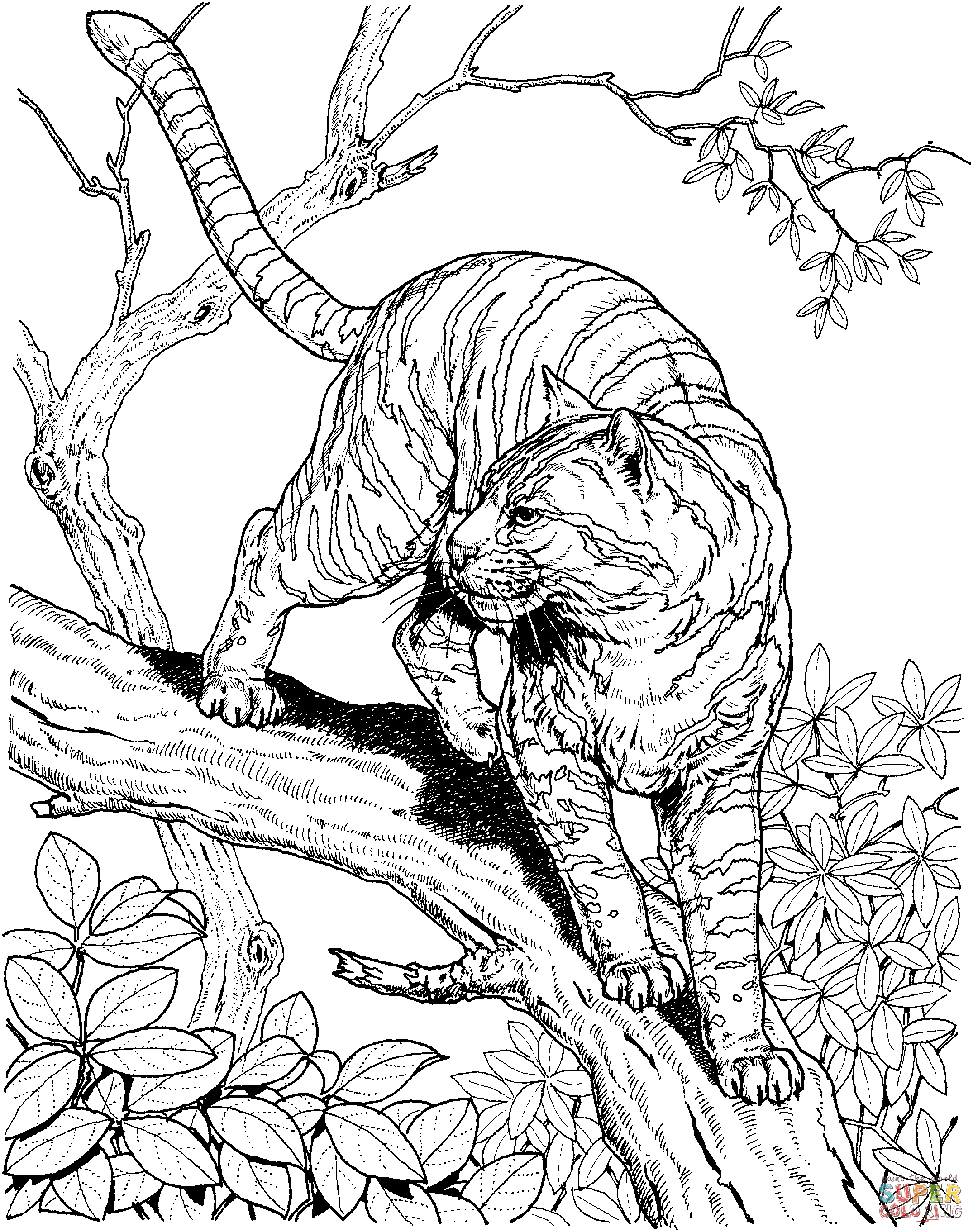 Tiger coloring #6, Download drawings