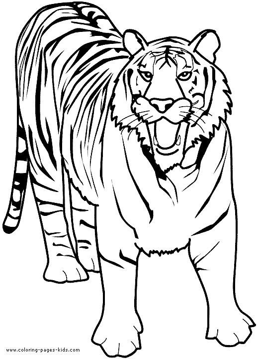 Tiger coloring #13, Download drawings