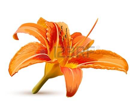 Tiger Lily clipart #11, Download drawings