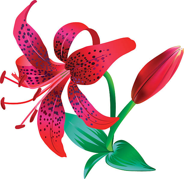 Tiger Lily clipart #16, Download drawings