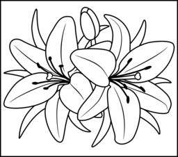 Tiger Lily coloring #6, Download drawings