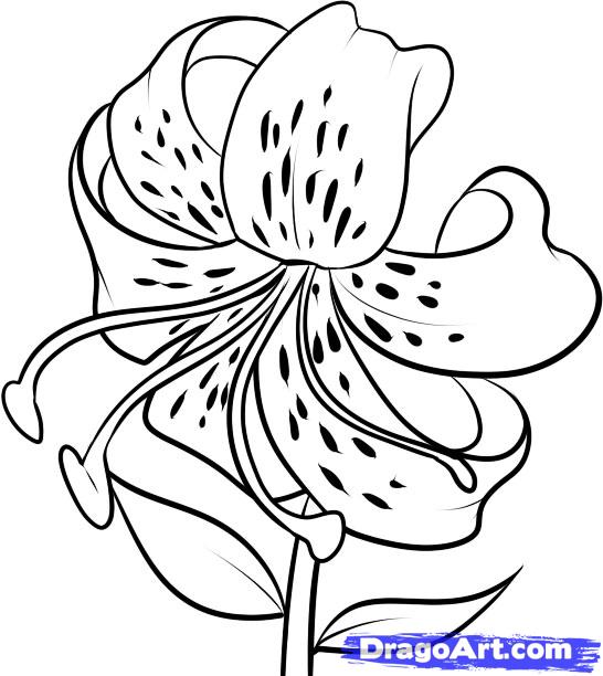 Tiger Lily coloring #18, Download drawings