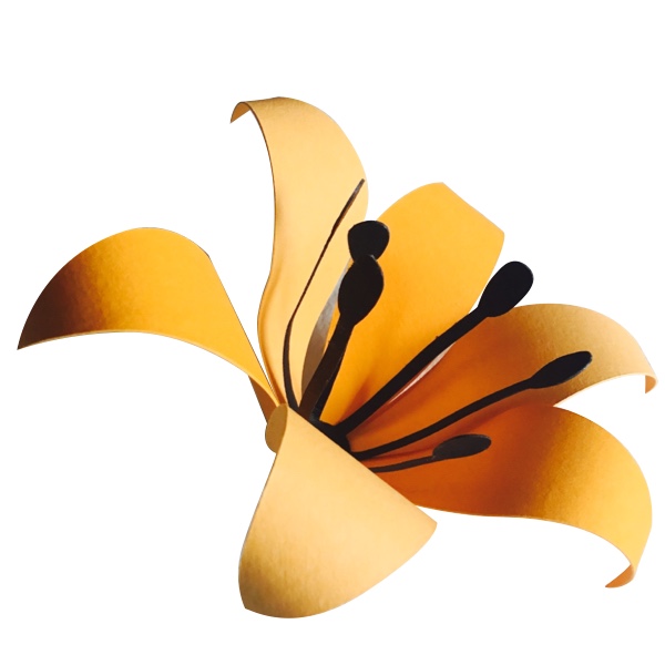 Tiger Lily svg #16, Download drawings