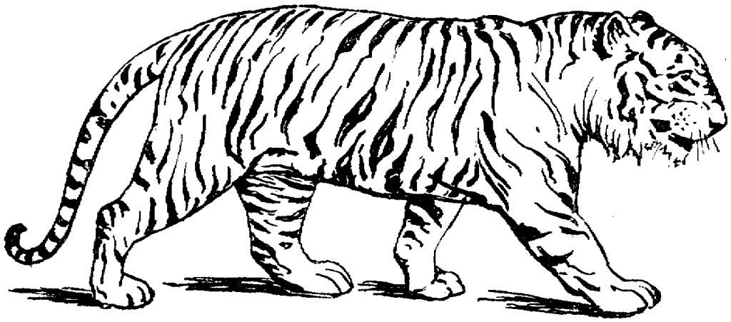 Tiger Print coloring #4, Download drawings