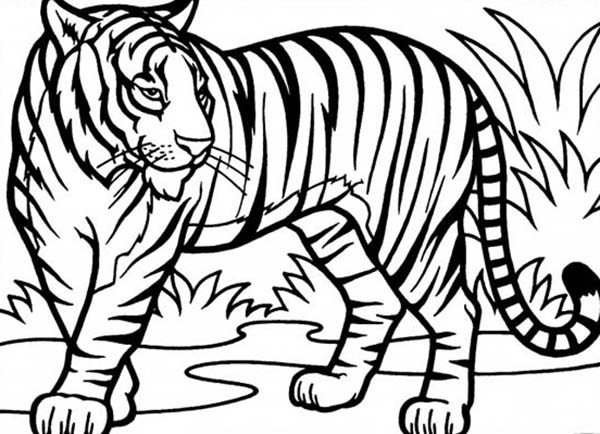 Tiger Print coloring #13, Download drawings