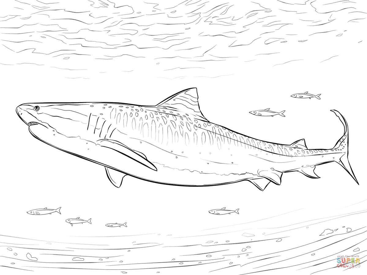 Tiger Shark coloring #17, Download drawings
