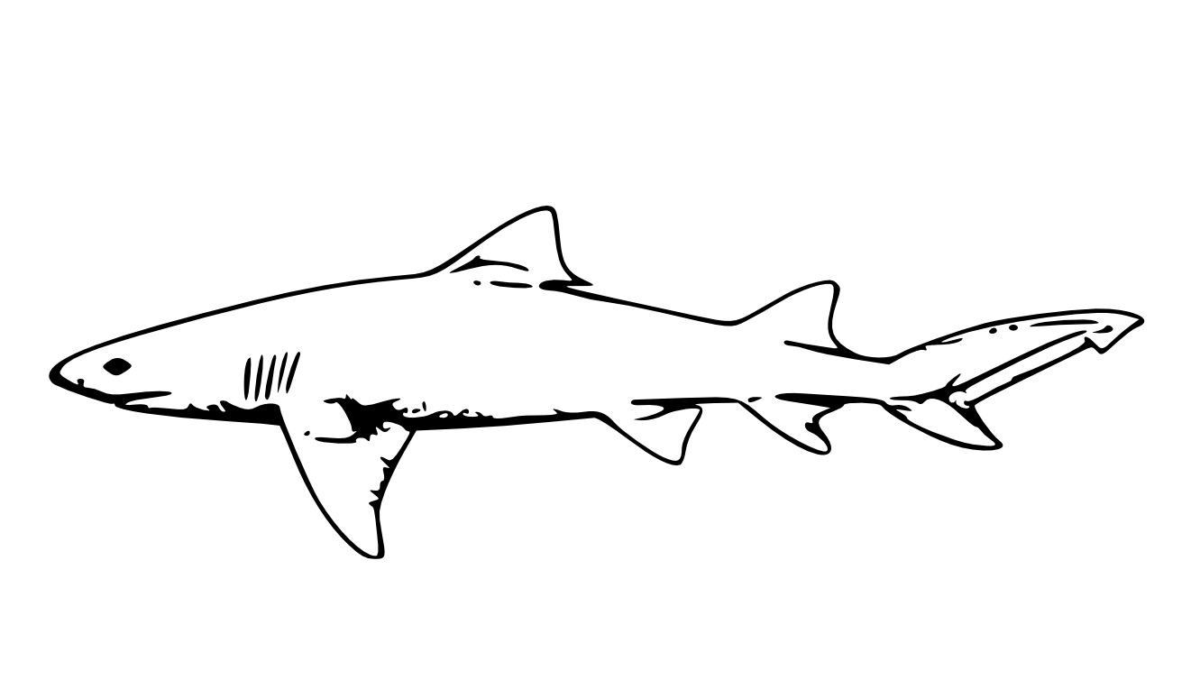 Tiger Shark coloring #8, Download drawings