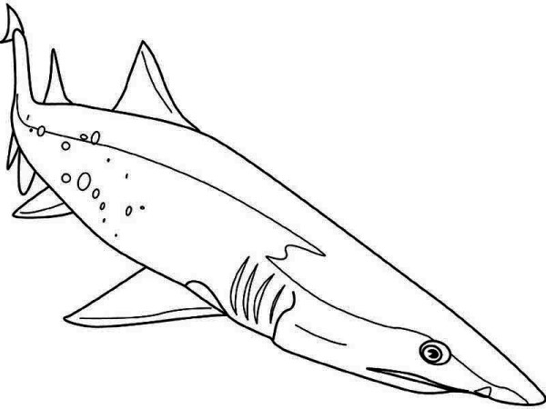 Tiger Shark coloring #14, Download drawings