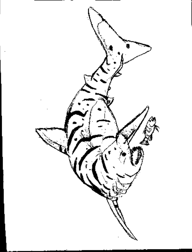 Tiger Shark coloring #11, Download drawings