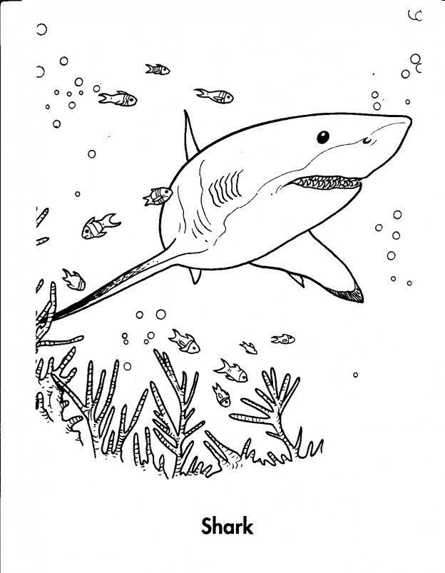 Tiger Shark coloring #4, Download drawings